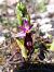 Ophrys saratoi  - Emmanuel Cosson