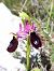 Ophrys saratoi  - Emmanuel Cosson