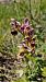 Ophrys tenthredinifera  - Bruno Souny