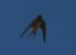 Rondine (Hirundo rustica) © Jean Toubert