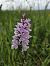 Dactylorhiza maculata (Orchis tacheté) © Antoine Albisson