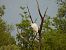 Airone bianco (Ardea alba) © Massimino Luigi Brigo