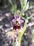 Ophrys fuciflora subsp. druentica  - Emmanuel Cosson