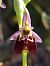 Ophrys fuciflora subsp. druentica  - Emmanuel Cosson