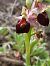 Ophrys morisii  - Bernard Sonnerat