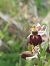 Ophrys morisii  - Bernard Sonnerat