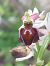 Ophrys morisii  - Bernard Sonnerat