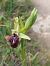 Ophrys incubacea  - Bernard Sonnerat