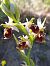Ophrys fuciflora subsp. druentica © Emmanuel Cosson