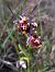 Ophrys fuciflora subsp. druentica  - Emmanuel Cosson