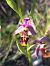 Ophrys fuciflora subsp. druentica  - Emmanuel Cosson