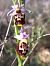 Ophrys fuciflora subsp. druentica  - Emmanuel Cosson