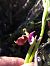 Ophrys fuciflora subsp. druentica  - Emmanuel Cosson