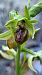 Ophrys passionis © Ramon Pou