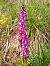 Orchis mascula (Orchis mâle) © Huguet Didier