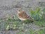 Greater Short-toed Lark (Calandrella brachydactyla) © Andrea Sorrentino