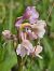 Anacamptis morio (Orchis bouffon) © Cindy Delarue