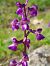 Anacamptis morio (Orchis bouffon) © Florian Olivier