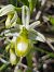 Ophrys drumana (Ophrys de la Drôme) © Bertrand Von Arx
