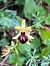 Ophrys litigiosa  - Florent de Gasperis