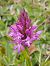 Anacamptis pyramidalis © Gérard Joseph