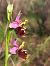 Ophrys fuciflora subsp. druentica  - Emmanuel Cosson
