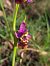 Ophrys fuciflora subsp. druentica  - Emmanuel Cosson