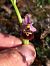 Ophrys fuciflora subsp. druentica  - Emmanuel Cosson
