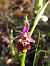 Ophrys fuciflora subsp. druentica  - Emmanuel Cosson