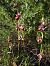 Ophrys fuciflora subsp. druentica  - Emmanuel Cosson