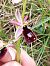 Ophrys aurelia  - Clément Chauvet
