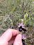 Ophrys aurelia  - Clément Chauvet