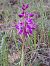 Orchis ovalis  - Emmanuel Cosson
