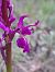 Orchis ovalis  - Emmanuel Cosson