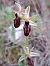 Ophrys arachnitiformis  - Emmanuel Cosson