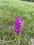 Orchis mascula (Orchis mâle) © Sofia Akkouche