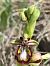 Ophrys speculum © Enric Bringués