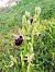 Ophrys incubacea  - Marie-Marie Pertusier