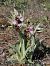 Ophrys fuciflora (Ophrys frelon) © Jean Charles Poncet