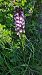 Orchis purpurea  - Alice Adami (FVG)