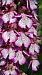 Orchis purpurea © Alice Adami (FVG)