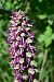 Orchis anthropophora (Orchis homme pendu) © Frédéric Masson