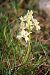 Orchis provincialis (Orchis de Provence) © Philippe Altot