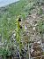 Ophrys passionis  - Pep Sole