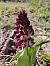 Orchis purpurea (Orchis pourpre) © Laurent Mazet