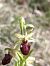 Ophrys arachnitiformis © Enric Bringués