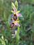 Ophrys splendida  - Christian Fleury