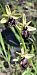 Ophrys incubacea (Ophrys noirâtre) © auteur non diffusé