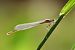 Ischnura elegans © Andrea Galimberti