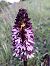 Orchis purpurea (Orchis pourpre) © Alain Falvard